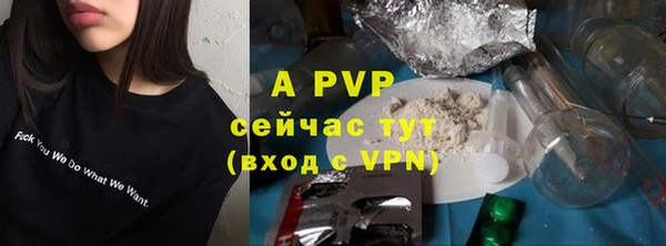 стаф Богданович