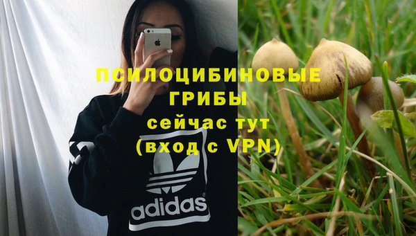 стаф Богданович